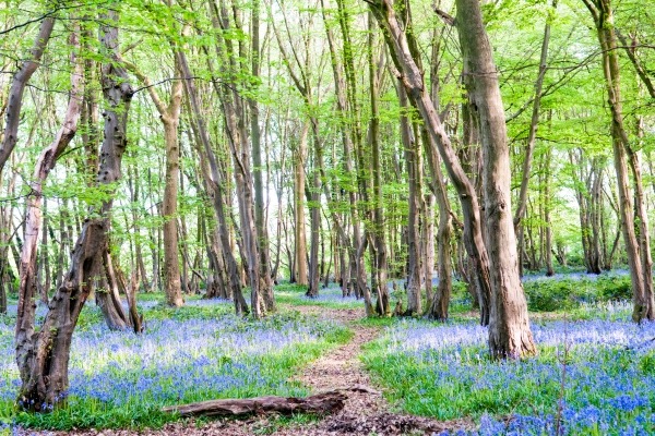 Bluebell wood