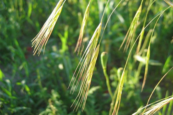 Bromus sterilis (common name: poverty brome)