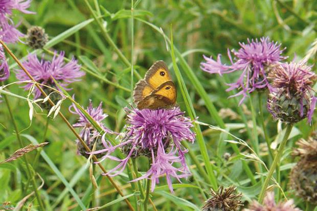 Butterfly, picture taken by Melanie Stone