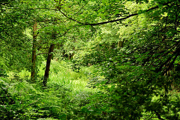 Carr Wood wildlife site, Derbyshire