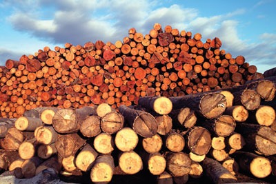 Premier Forest Products is importing plywood made from legally harvested wood