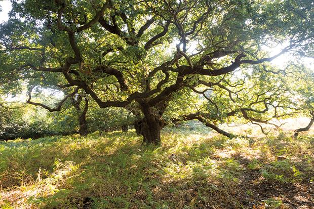 Ancient oak: irreplaceable habitats will not be covered by net gain. Photograph: Geography Photos/Universal Images/Getty