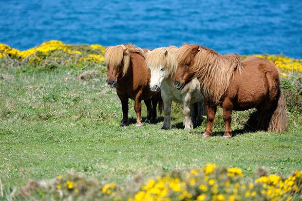 Natural England has been crowdfunding for the conservation of Cornish ponies. Photograph: akrp/Getty Images