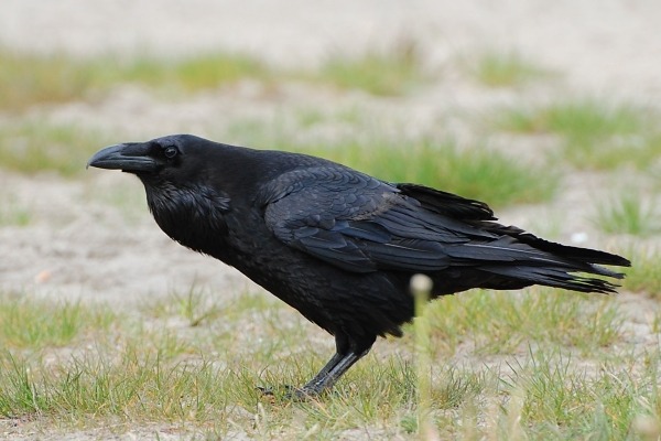 Raven