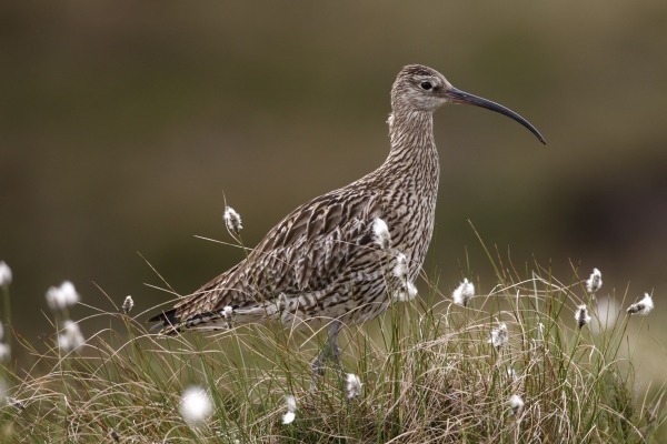 Curlew