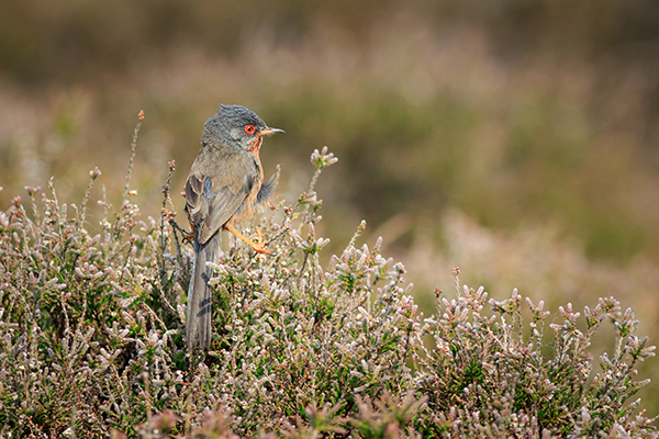 Dartford warbler bird