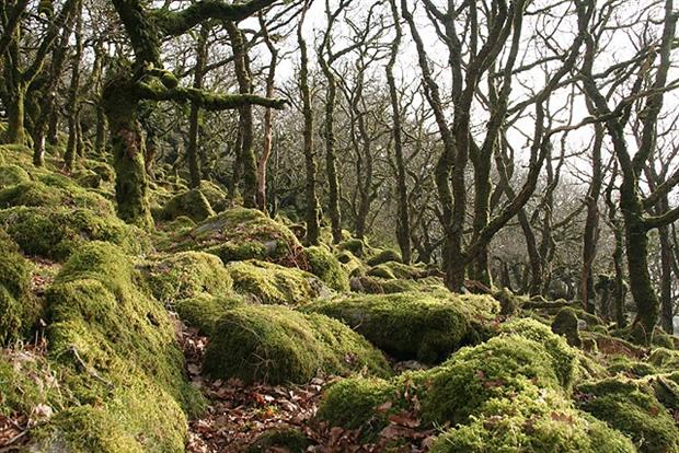 Dartmoor Forest