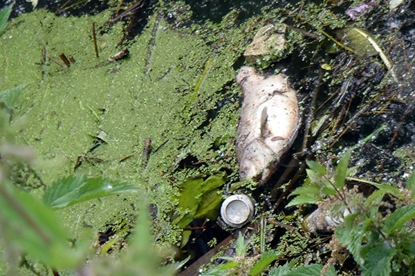 Dead fish in river