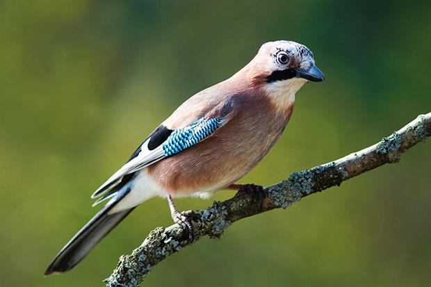 From now on it will only be legal to control jays under the general licence in order to protect other wild birds. Photograph: Luc Viatour/Wikimedia Commons