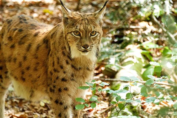 Lynx in a forrest