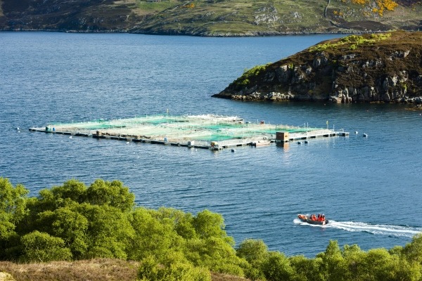 Salmon farm