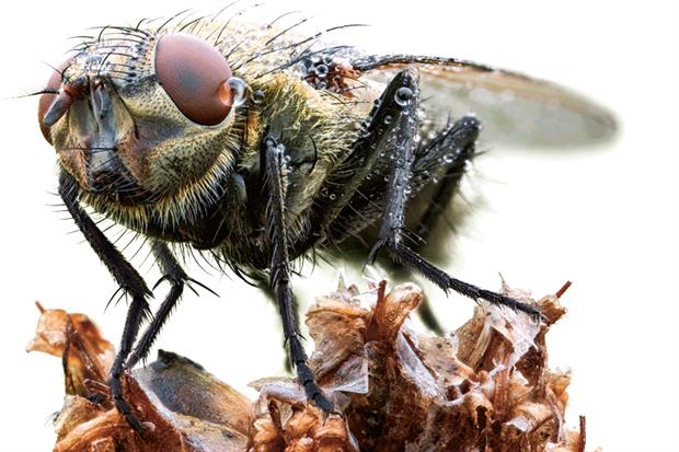 Pollenia rudis is one of the species of cluster fly that is a household pest. Photograph: Heath McDonald/Science Photo Library