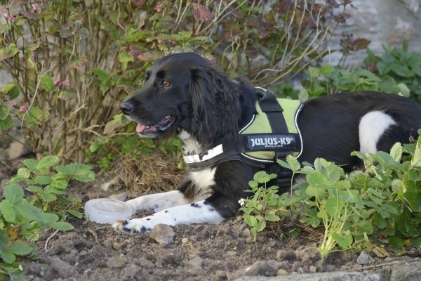Freya the Newt Sniffing Dog