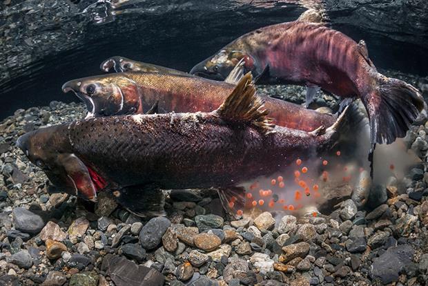 Cpho salmon have been killed by tyre particle additives, researchers found. Photograph: Thomas Kline/Getty Images
