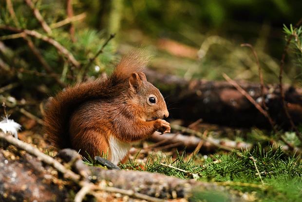 Natural England would draw up strategies to protect both wildlife and conservation sites under the amendments. Photograph: Jeff J Mitchell/Getty Images