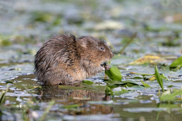 Water voles are among the mammal species in the UK that have seen dramatic declines over the past four decades. Photograph: Avalon/Getty Images