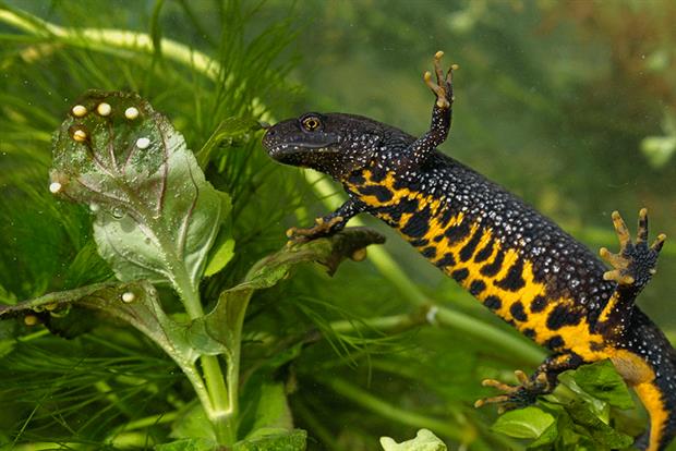 Protected species: secretary of state has promised a ‘cautious approach’ to reform of the habitats regulations (Photograph: Avalon/Getty Images)