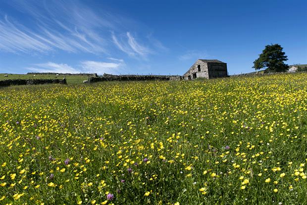 A traditional wildflower hay meadow in Hawes, Wensleydale. Traditional meadows are one of England's most at risk habitats. Photograph: Farm Images/Getty Images