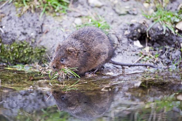 A water vole in Norfolk: A range of species could be considered within the Environment Bill's targets. Photograph: Education Images/Getty Images