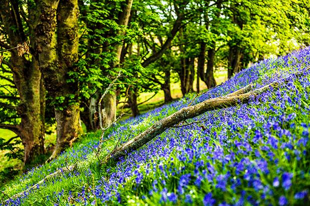 The Natural Capital Committee wants 'environmental net gain' to replace the biodiversity net gain requirement proposed in the Environment Bill. Photograph: Chris Strickland/Getty Images