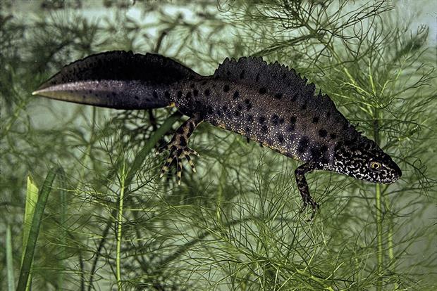 Newts are responsible for development delays, according to the prime minister, a view not shared by the conservation world. Photograph: Paul Starosta/Getty Images