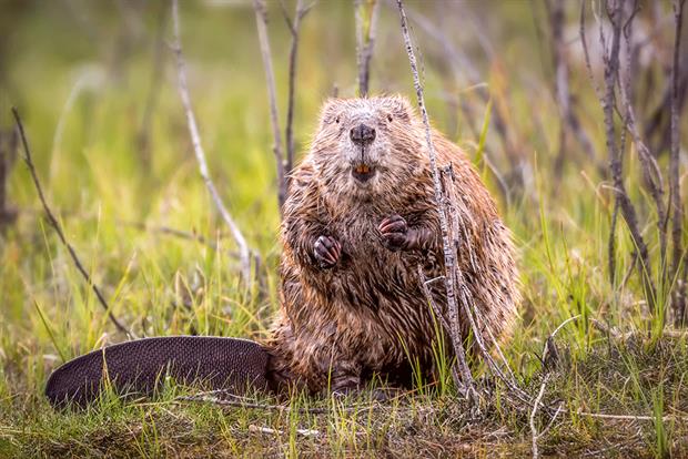 Beavers are making a slow but steady comeback. Photograph: Troy Harrison/Getty Images