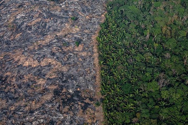 Damaging nature means damaging the economy, says professor Sir Partha Dasgupta. Photograph: Victor Moriyama/Getty Images