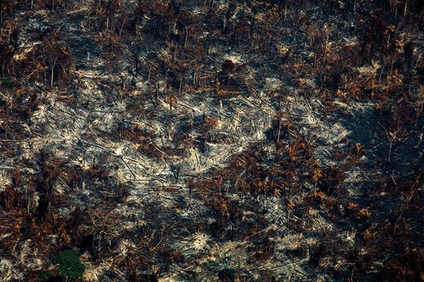 Deforestation in Nascentes da Serra do Cachimbo Biological Reserve in Altamira, Pará state, Brazil, in the Amazon basin, on August 28, 2019. Photograph: Joao Laet/AFP via Getty Images