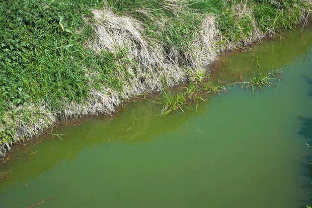 Eutrophication - a process that causes an algal bloom due fertiliser pollution. Photograph: Robert Brook/Science Photo Library/Getty Images