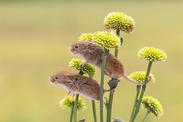Legal challenges to the regulator's wildlife licensing work are growing. Photograph: Natalia Dobrescu/Getty Images