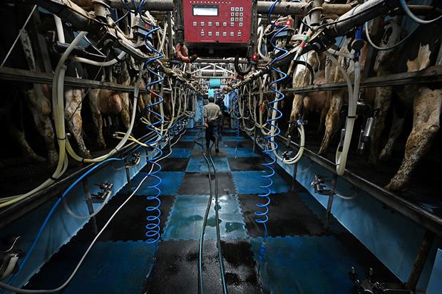 Dairy: there were 22 serious pollution incidents caused by the sector in 2019 (Photograph: Paul Ellis/Getty Images)