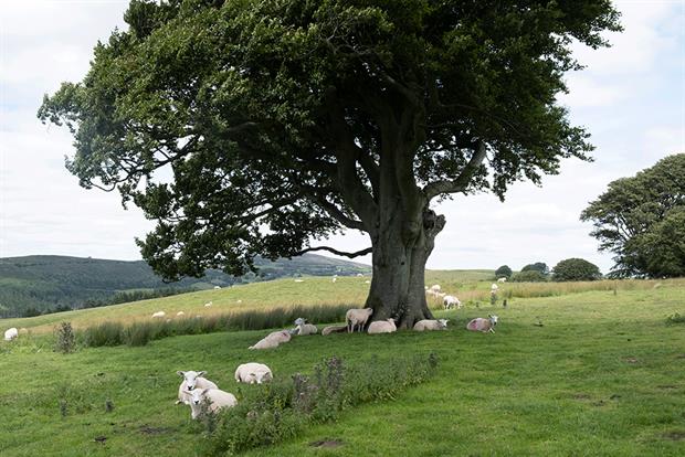 An Area of Outstanding Natural Beauty protect in the Shropshire Hills. The government says its proposed reforms will protect sites like these. Photograph: Mike Kemp/In PIctures via Getty Images