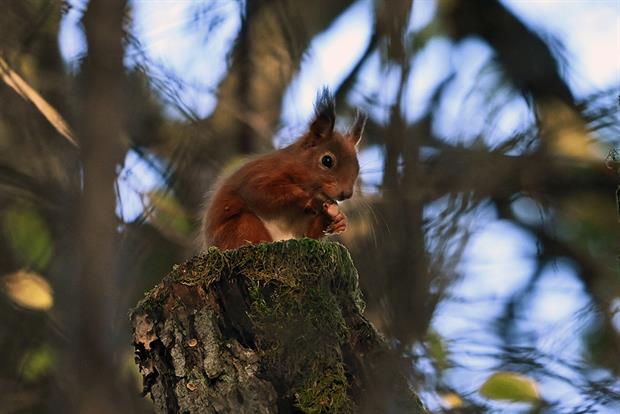 Repeated budget cuts have fundamentally affected Natural England's ability to monitor the country's protected sites, a union has warned. Photograph: Ken Jack/Getty Images
