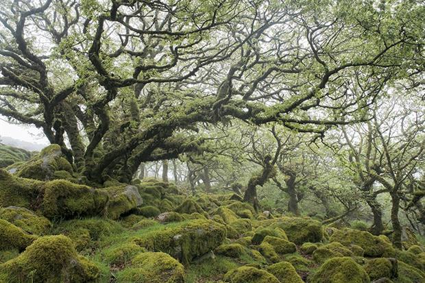 Wistmans Wood ancient woodland. Photograph: David Clapp/Getty Images