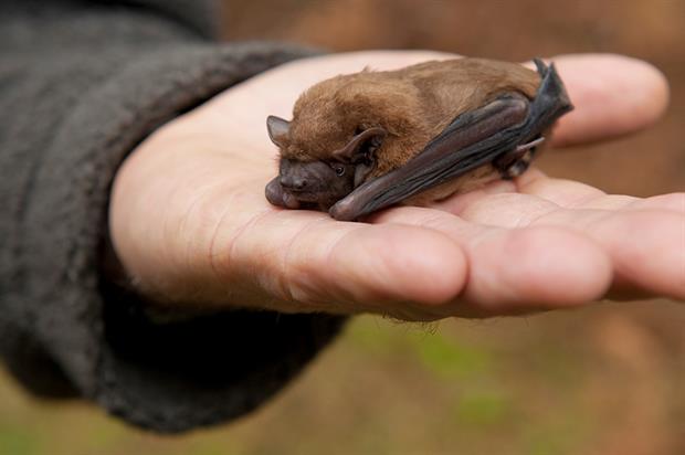 Natural England's district licensing scheme is likely to be rolled out to apply to bats. Photograph: Mike Powles/Getty Images