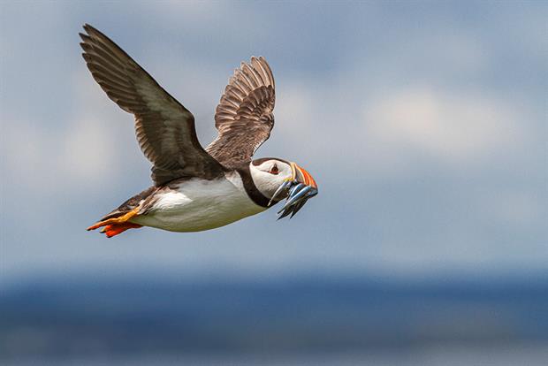 DEFRA is to pause publication of biodiversity indicators to 2023. Photograph: Brais Seara/Getty Images