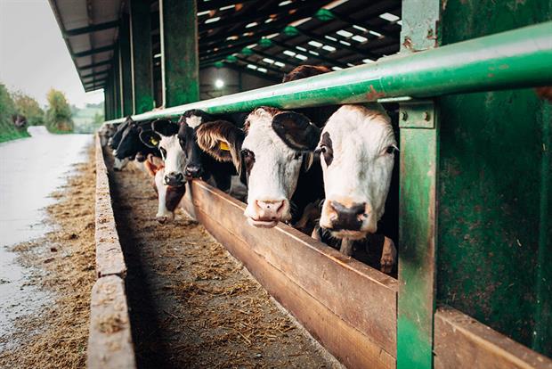 Two farms have fallen foul of fertiliser containing hazardous waste. Photograph: Alex Walker/Getty Images
