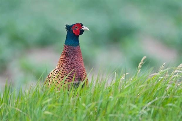 Around 43 million captive-reared pheasants are released into the UK countryside every year