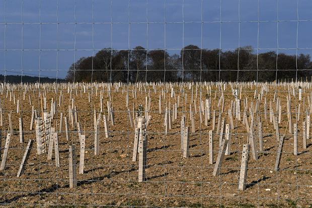 HS2 tree planting: project will aim to deliver a net gain in biodiversity on its Crewe-Manchester leg (Photograph: Jim Dyson/Getty Images)