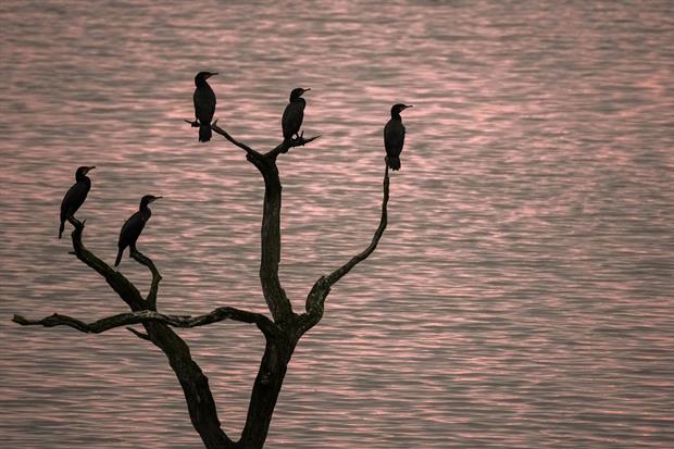 Cormorant birds perched on a tree