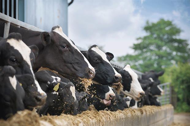Cows feeding: Protecting or improving the health or welfare of livestock is one of the services the government plans to support through its new subsidy scheme. Photograph: Monty Rakusen/Getty Images