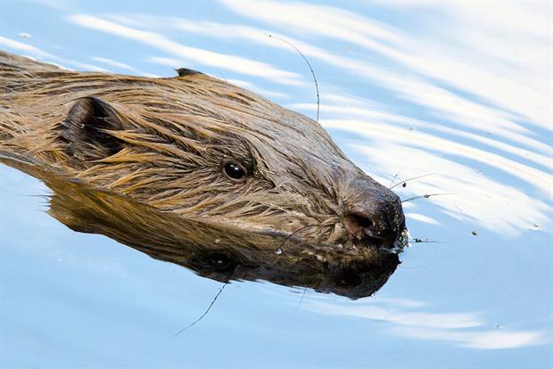 Beavers are making their way back and could be seen in towns soon. Photograph: Helen Crowley Photography/Getty Images