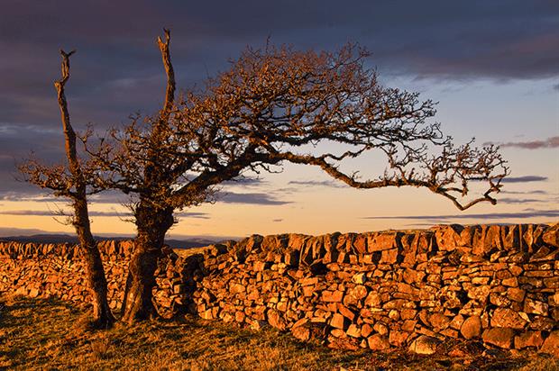 Dry stone walls have environmental as well as cultural value. Photograph: Peter Ribbeck/Getty Images