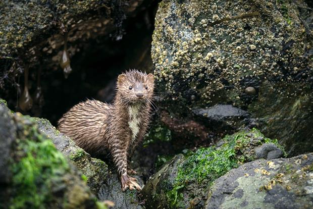 The American mink in one of the many invasive species creating problems in the UK. Photograph: ElementalImaging/Getty Images