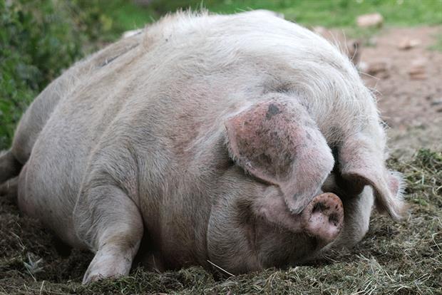 The Agriculture Bill is now law, the first major farming act in more than 70 years. Photograph: Education Images/Getty Images