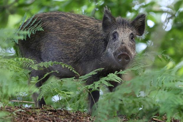 A wild boar in the Forest of Dean. Photograph: Sandra Standbridge/Getty Images
