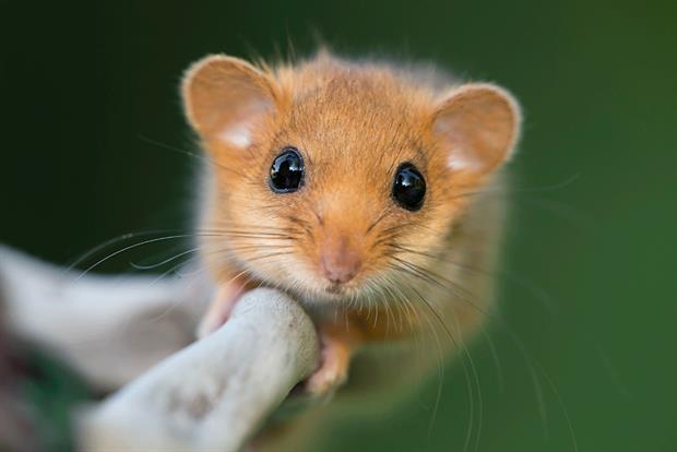 Hazel dormice are seriously endangered. Photograph: Fabrizio Moglia/Getty Images