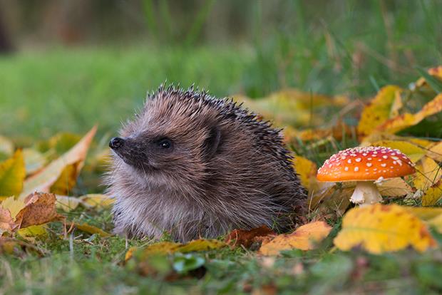 A hedgehog next to a mushroom 