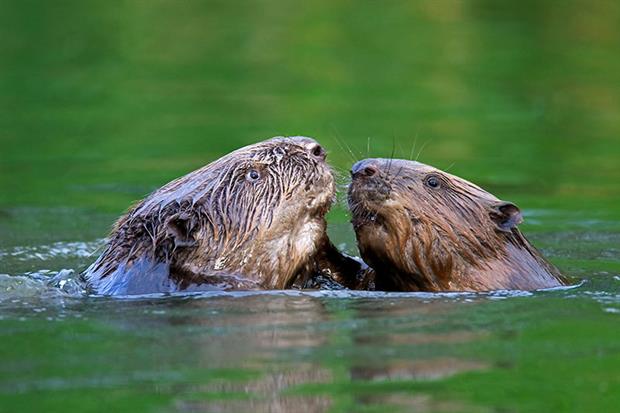 Beavers sparring in a river. The aquatic mammal is fiercely territorial. Photograph: Arterra/Universal Images Group via Getty Images