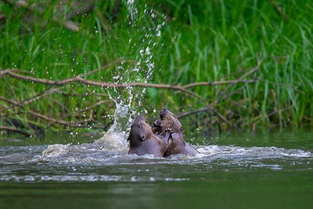 The battle over beaver reintroduction is hotting up. Photograph: Arterra/Getty Images